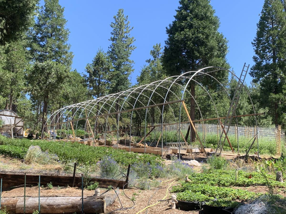 The bare steel frame of a new hoop house going up over the beds at Always Something Farm, with ponderosa pines standing close on every side