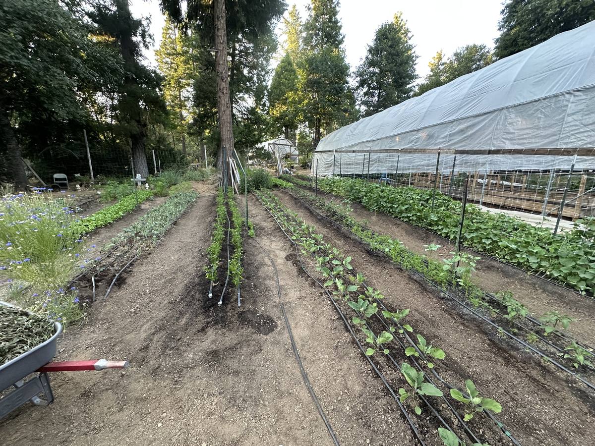 Vegetable beds under drip line at Always Something Farm, a greenhouse along one side and ponderosa pines closing in at the edge of the field