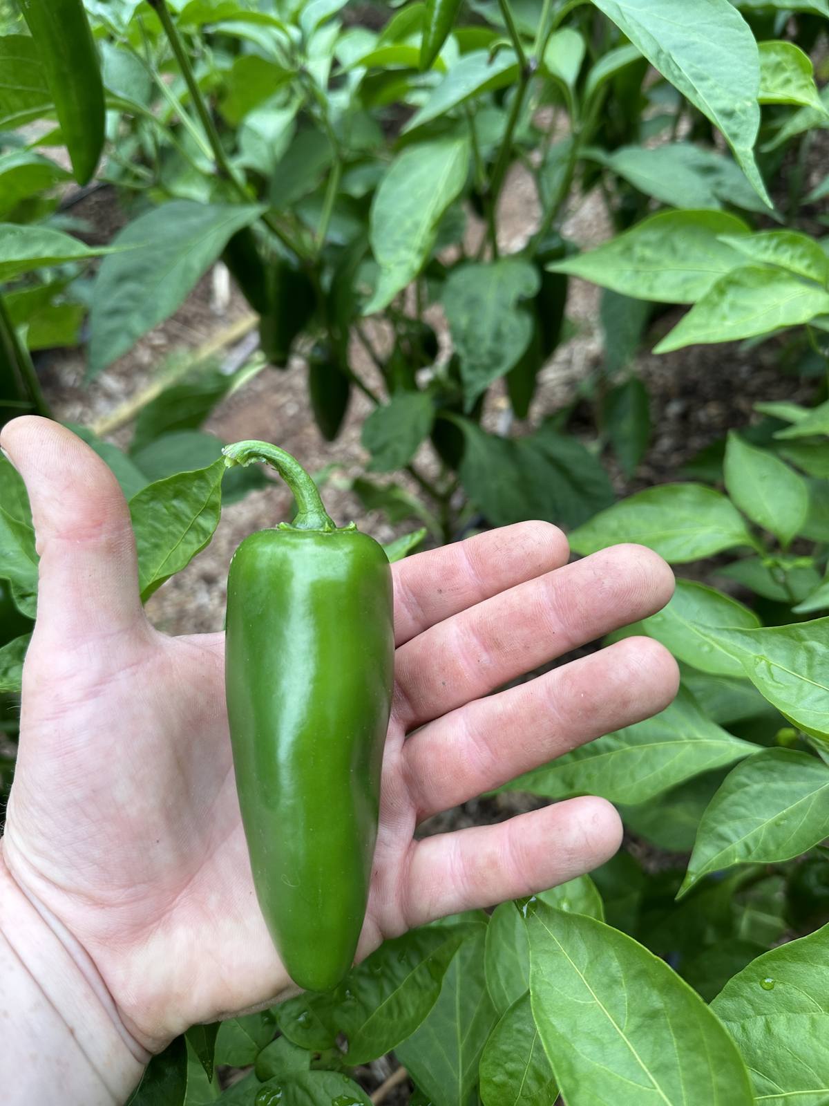Pepper Season at 3,000 Feet — August on the Farm