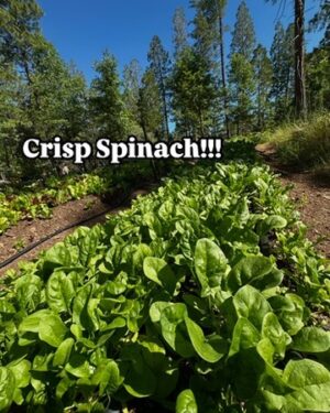 Spinach