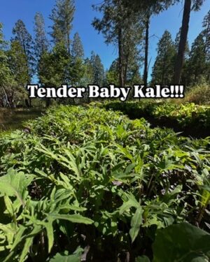 Baby Kale