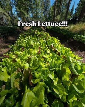 Lettuce Mix