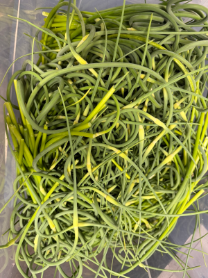 Garlic Scapes